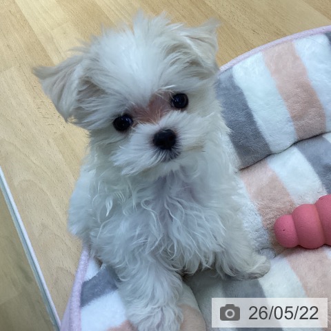 香川県のマルチーズ (ペットプラス 綾川店/2026年3月12日生まれ/男の子/ホワイト)の子犬の3枚目の画像