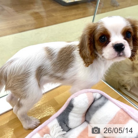 香川県のキャバリアキングチャールズスパニエル (ペットプラス 高松店/2026年3月8日生まれ/男の子/ブレンハイム)の子犬の4枚目の画像
