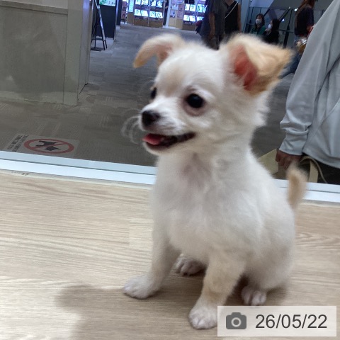徳島県のチワワ(ロング) (ペットプラス 徳島店/2026年3月15日生まれ/男の子/クリーム)の子犬の4枚目の画像