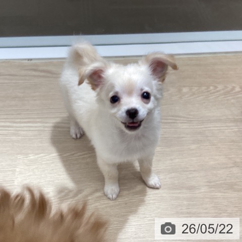 徳島県のチワワ(ロング) (ペットプラス 徳島店/2026年3月15日生まれ/男の子/クリーム)の子犬の3枚目の画像
