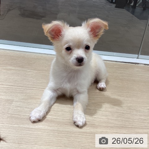 徳島県のチワワ(ロング) (ペットプラス 徳島店/2026年3月15日生まれ/男の子/クリーム)の子犬の3枚目の画像