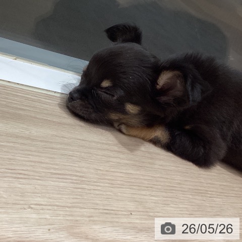 岡山県のチワワ(ロング) (ペットプラス 岡山店/2026年3月15日生まれ/女の子/ブラックタン)の子犬の3枚目の画像