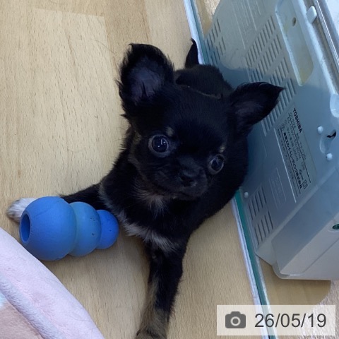 チワワの写真