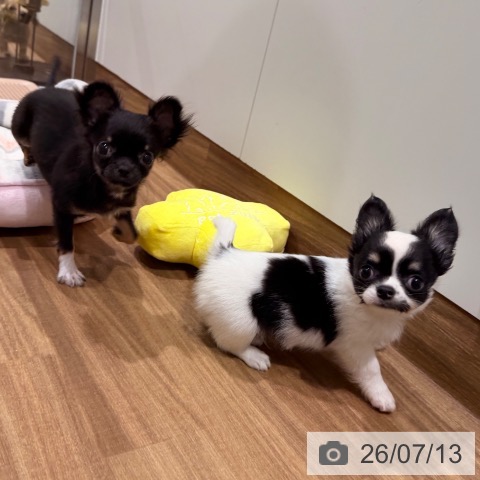 岡山県のチワワ(ロング) (ペッツワン 岡山南店/2026年3月15日生まれ/女の子/ブラックタン)の子犬の4枚目の画像