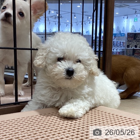 徳島県のトイプードル(トイ) (ペットプラス 徳島店/2026年3月17日生まれ/男の子/ホワイト)の子犬の3枚目の画像
