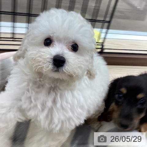 徳島県のトイプードル(トイ) (ペットプラス 徳島店/2026年3月17日生まれ/男の子/ホワイト)の子犬の3枚目の画像