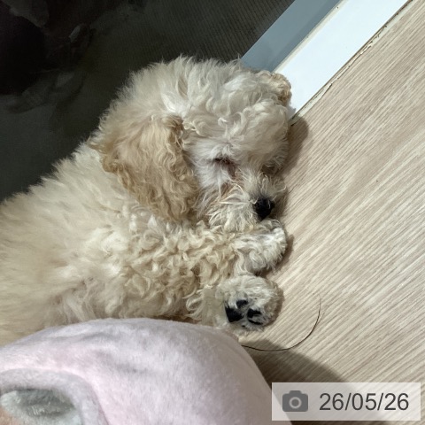 岡山県のトイプードル(トイ) (ペットプラス 岡山店/2026年3月17日生まれ/女の子/クリーム)の子犬の4枚目の画像