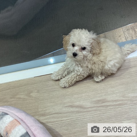 岡山県のトイプードル(トイ) (ペットプラス 岡山店/2026年3月17日生まれ/女の子/クリーム)の子犬の3枚目の画像