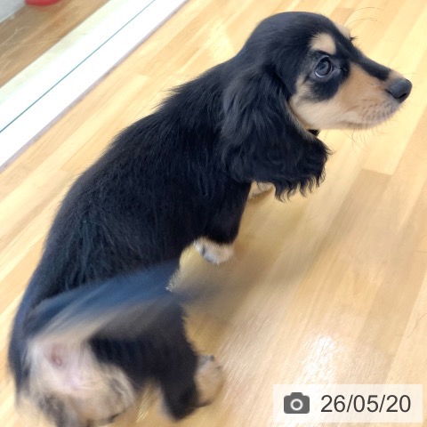 ミニチュア・ダックスフンドの写真