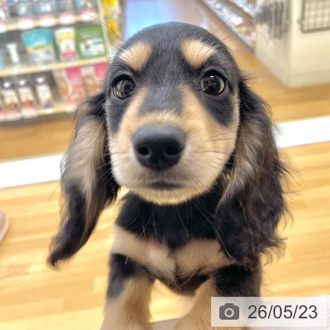 香川県のミニチュアダックスフンド(ロング) (ペットプラス 高松店/2026年3月13日生まれ/男の子/ブラックイエロー)の子犬の3枚目の画像