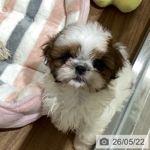 鳥取県のシーズー (ペッツワン 日吉津店/2026年3月4日生まれ/女の子/ホワイトゴールド)の子犬の4枚目の画像