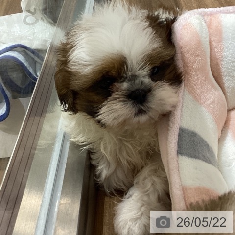 鳥取県のシーズー (ペッツワン 日吉津店/2026年3月4日生まれ/女の子/ホワイトゴールド)の子犬の3枚目の画像