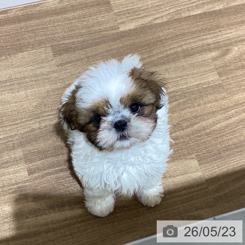 鳥取県のシーズー (ペッツワン 日吉津店/2026年3月4日生まれ/女の子/ホワイトゴールド)の子犬の3枚目の画像