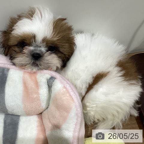 鳥取県のシーズー (ペッツワン 日吉津店/2026年3月4日生まれ/女の子/ホワイトゴールド)の子犬の3枚目の画像