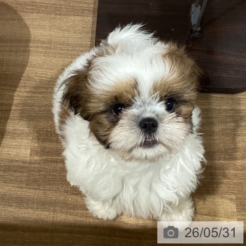 鳥取県のシーズー (ペッツワン 日吉津店/2026年3月4日生まれ/女の子/ホワイトゴールド)の子犬の3枚目の画像