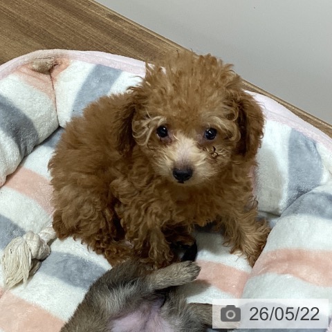鳥取県のトイプードル(トイ) (ペッツワン 日吉津店/2026年3月1日生まれ/男の子/レッド)の子犬の4枚目の画像