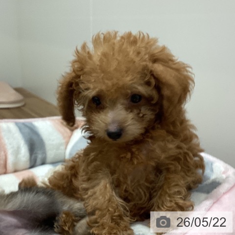 鳥取県のトイプードル(トイ) (ペッツワン 日吉津店/2026年3月1日生まれ/男の子/レッド)の子犬の3枚目の画像