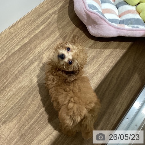 鳥取県のトイプードル(トイ) (ペッツワン 日吉津店/2026年3月1日生まれ/男の子/レッド)の子犬の4枚目の画像