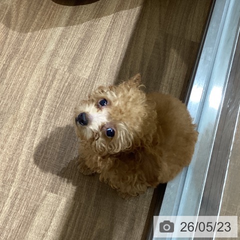 鳥取県のトイプードル(トイ) (ペッツワン 日吉津店/2026年3月1日生まれ/男の子/レッド)の子犬の3枚目の画像
