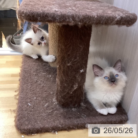 徳島県のラグドール (ペットプラス 徳島店/2026年3月19日生まれ/女の子/ブルーポイントバイカラー)の子猫の4枚目の画像
