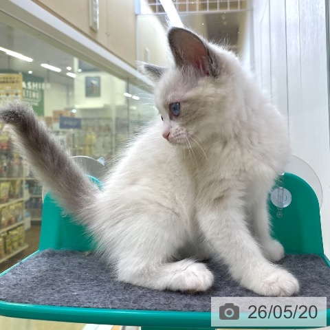 ラグドールの写真