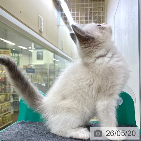 ラグドールの写真