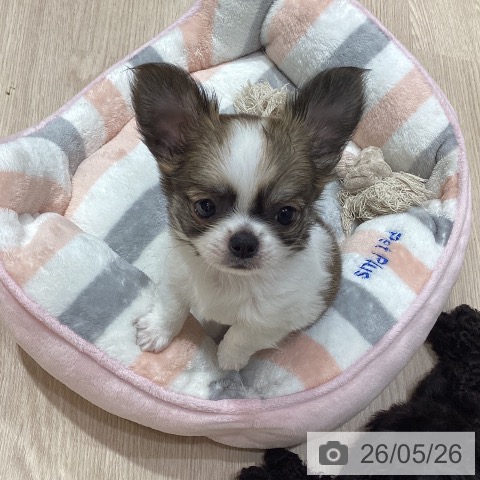岡山県のチワワ(ロング) (ペットプラス 岡山店/2026年3月12日生まれ/男の子/フォーンホワイト)の子犬の3枚目の画像