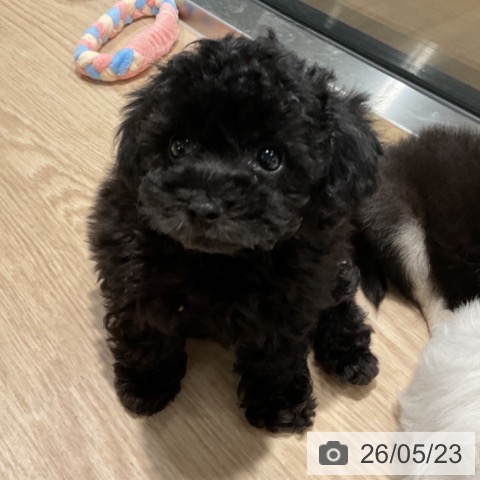 埼玉県のトイプードル(トイ) (ペットプラス コクーンシティ店/2026年3月20日生まれ/男の子/ブラック)の子犬の3枚目の画像