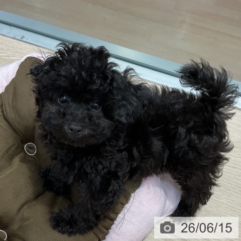 千葉県のトイプードル(トイ) (ペットプラス 柏店/2026年3月20日生まれ/女の子/ブラック)の子犬の4枚目の画像