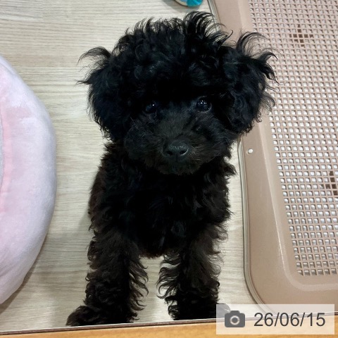 千葉県のトイプードル(トイ) (ペットプラス 柏店/2026年3月20日生まれ/女の子/ブラック)の子犬の3枚目の画像