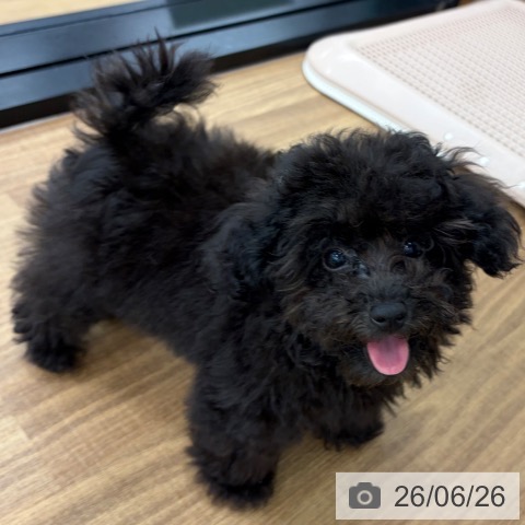 茨城県のトイプードル(トイ) (ペッツワン つくば店/2026年3月20日生まれ/女の子/ブラック)の子犬の4枚目の画像