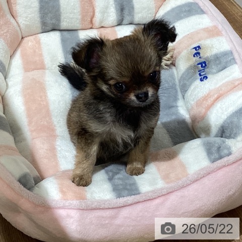鳥取県のチワワ(ロング) (ペッツワン 日吉津店/2026年3月15日生まれ/女の子/フォーン)の子犬の4枚目の画像