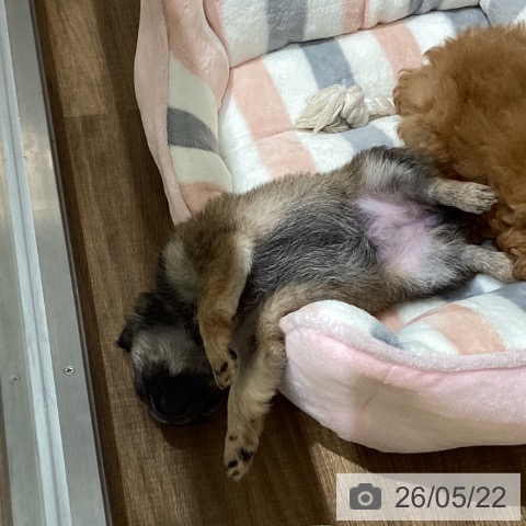 鳥取県のチワワ(ロング) (ペッツワン 日吉津店/2026年3月15日生まれ/女の子/フォーン)の子犬の3枚目の画像