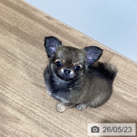 鳥取県のチワワ(ロング) (ペッツワン 日吉津店/2026年3月15日生まれ/女の子/フォーン)の子犬の4枚目の画像