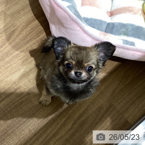 鳥取県のチワワ(ロング) (ペッツワン 日吉津店/2026年3月15日生まれ/女の子/フォーン)の子犬の3枚目の画像