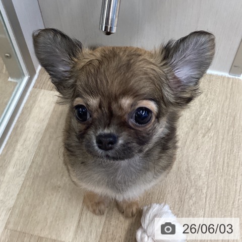 愛媛県のチワワ(ロング) (ペットプラス 新居浜店/2026年3月15日生まれ/女の子/フォーン)の子犬の4枚目の画像