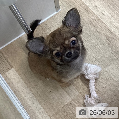 愛媛県のチワワ(ロング) (ペットプラス 新居浜店/2026年3月15日生まれ/女の子/フォーン)の子犬の3枚目の画像