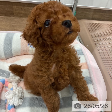 神奈川県のトイプードル(トイ) (ペッツワン 小田原店/2026年3月20日生まれ/男の子/レッド)の子犬の4枚目の画像