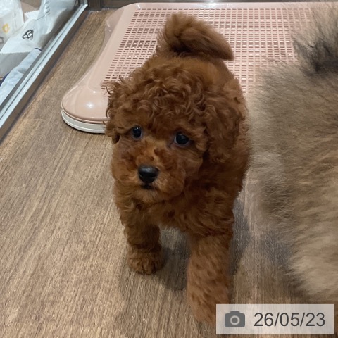 神奈川県のトイプードル(トイ) (ペッツワン 小田原店/2026年3月20日生まれ/男の子/レッド)の子犬の3枚目の画像