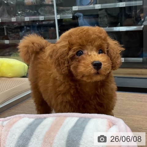 神奈川県のトイプードル(トイ) (ペッツワン 小田原店/2026年3月20日生まれ/男の子/レッド)の子犬の4枚目の画像