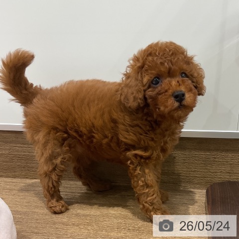 神奈川県のトイプードル(トイ) (ペッツワン 小田原店/2026年3月20日生まれ/男の子/レッド)の子犬の3枚目の画像