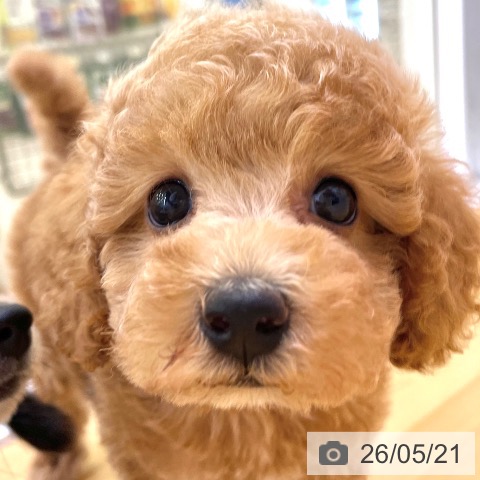 香川県のトイプードル(トイ) (ペットプラス 高松店/2026年3月20日生まれ/女の子/アプリコット)の子犬の4枚目の画像