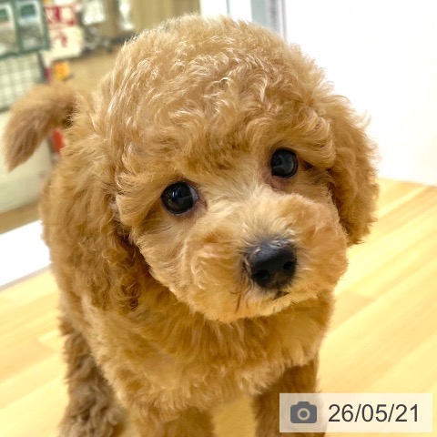 香川県のトイプードル(トイ) (ペットプラス 高松店/2026年3月20日生まれ/女の子/アプリコット)の子犬の3枚目の画像