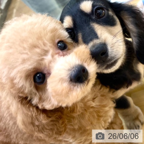 徳島県のトイプードル(トイ) (ペットプラス 徳島店/2026年3月20日生まれ/女の子/アプリコット)の子犬の3枚目の画像