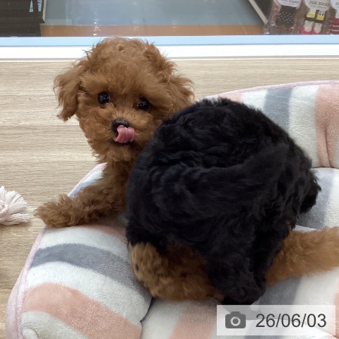 岡山県のトイプードル(トイ) (ペッツワン 岡山南店/2026年3月20日生まれ/女の子/レッド)の子犬の4枚目の画像