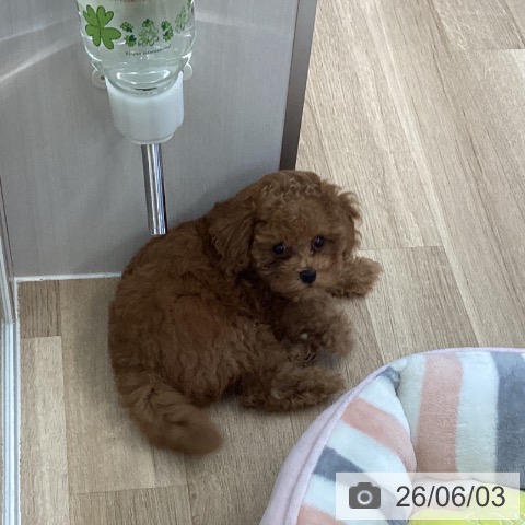 岡山県のトイプードル(トイ) (ペッツワン 岡山南店/2026年3月20日生まれ/女の子/レッド)の子犬の3枚目の画像