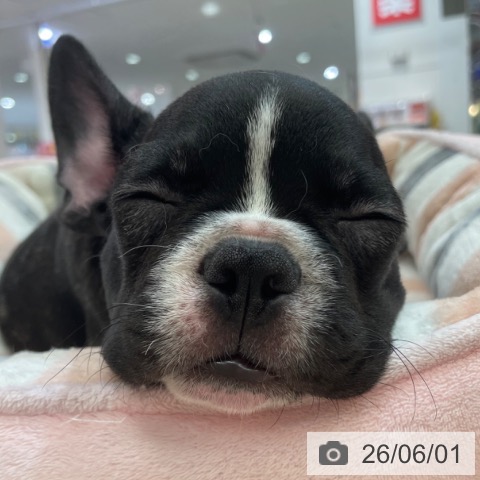 フレンチ・ブルドッグの写真