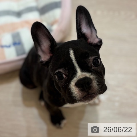 フレンチ・ブルドッグの写真