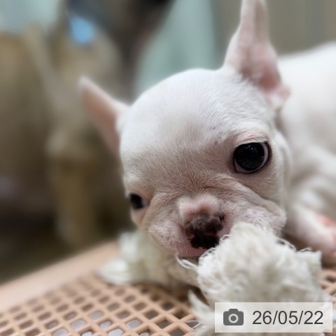 フレンチ・ブルドッグの写真