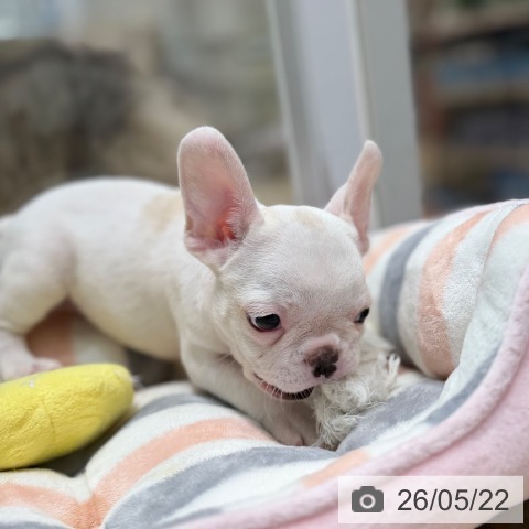 フレンチ・ブルドッグの写真